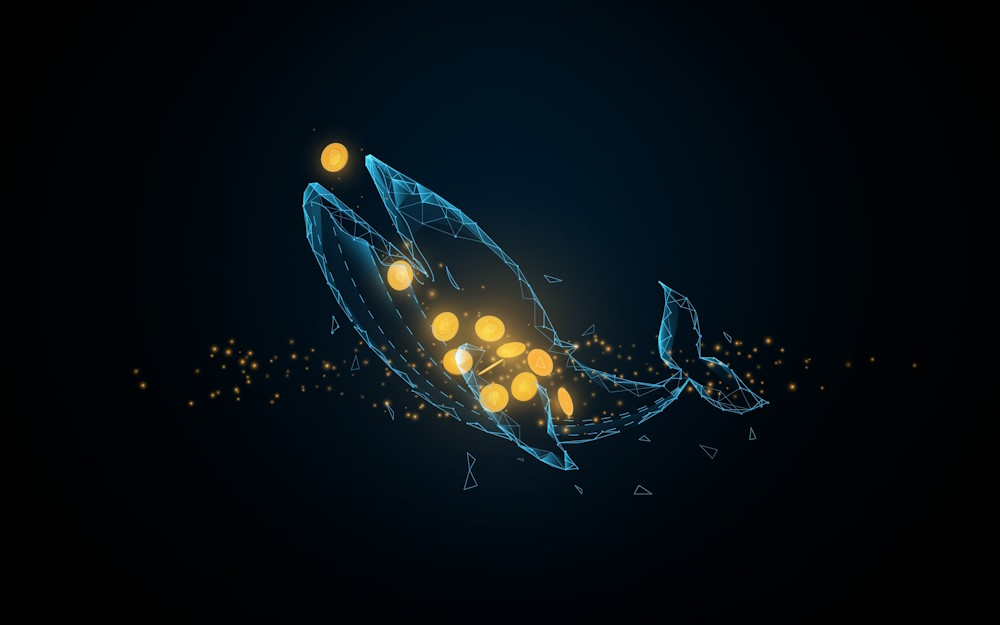 whales whales