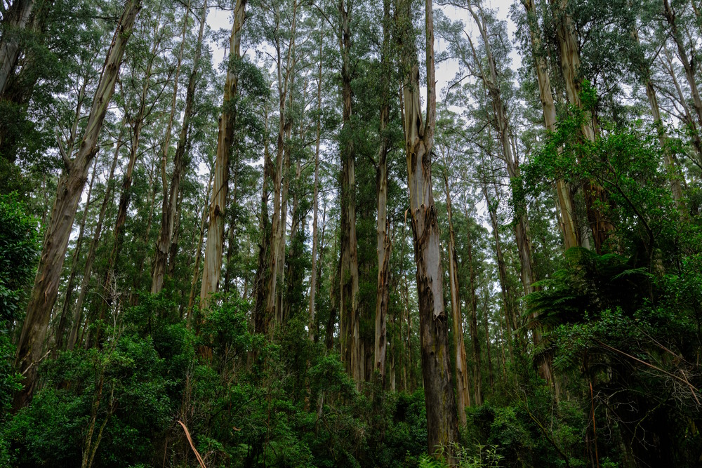 Eucalyptus regnans Eucalyptus regnans