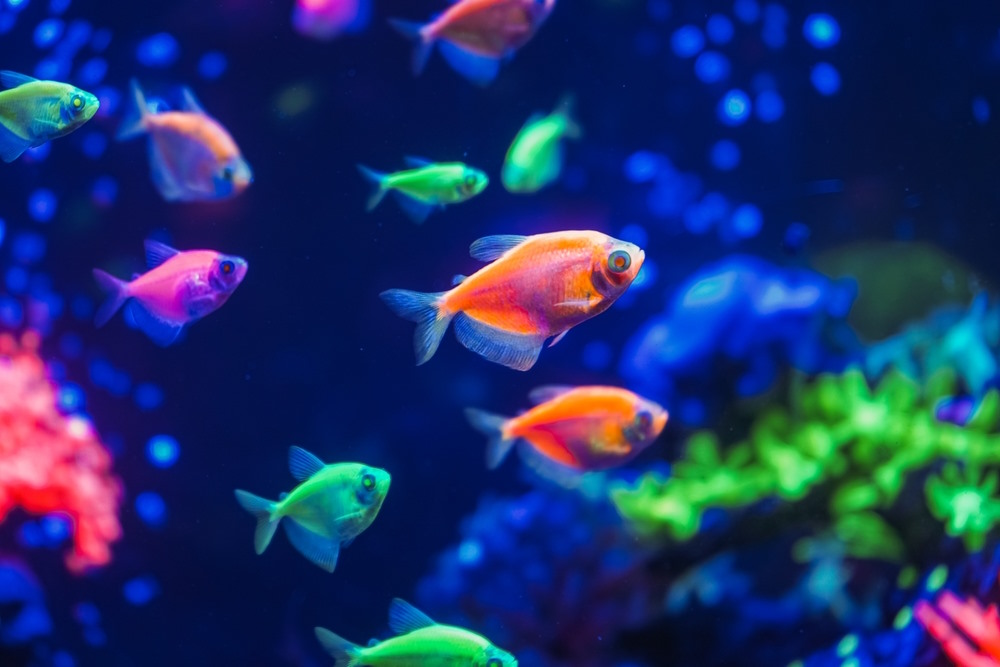 GloFish