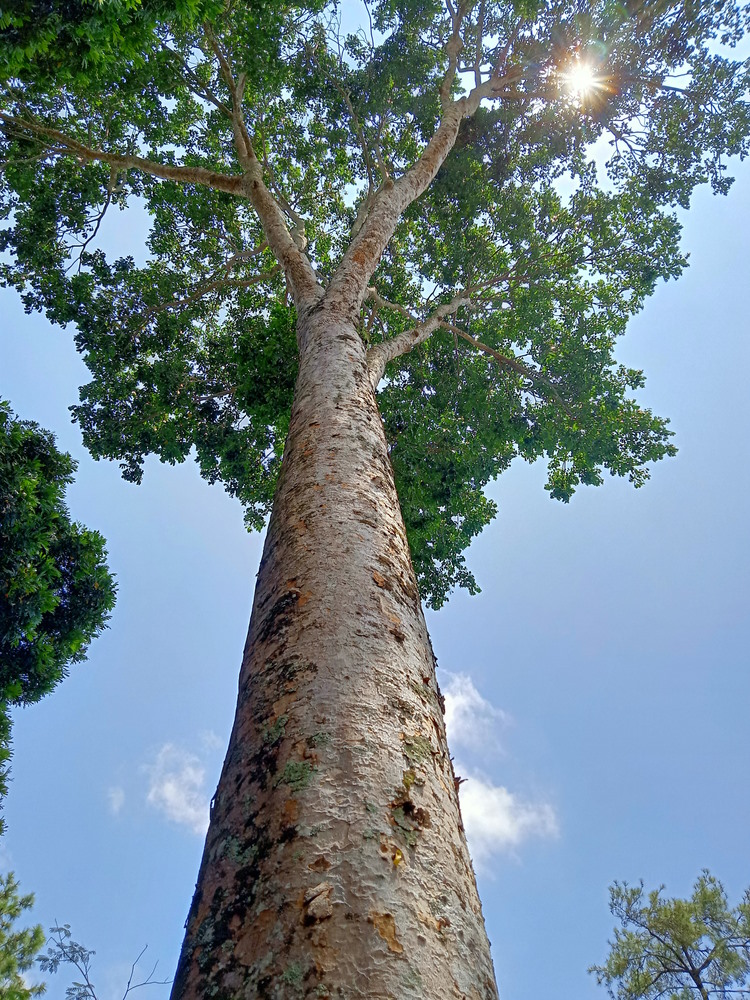 Meranti Meranti