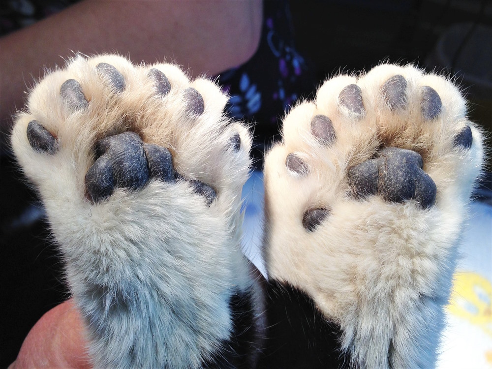 Polydactylie