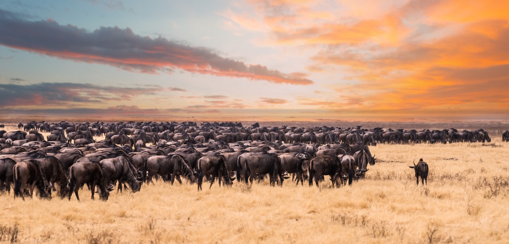 Serengeti Serengeti