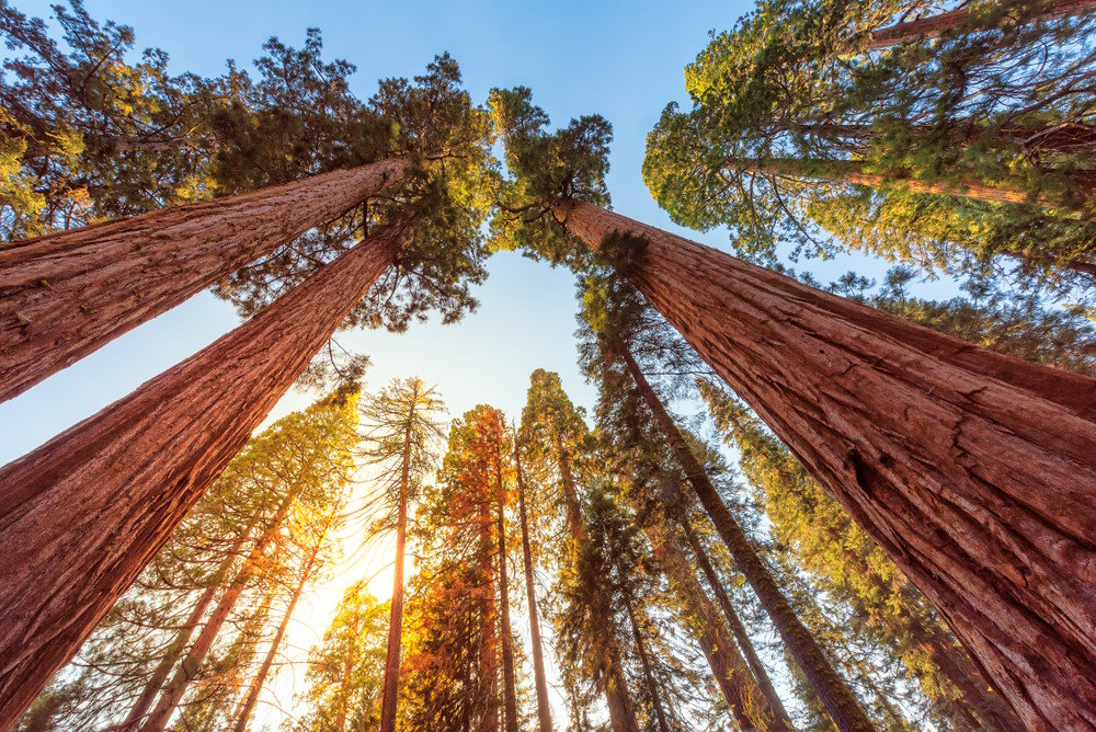 Top 10 Hoogste Bomen ter Wereld hoogste bomen