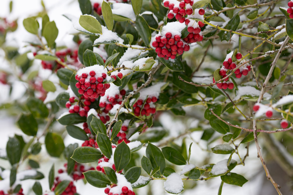 hulst in de winter