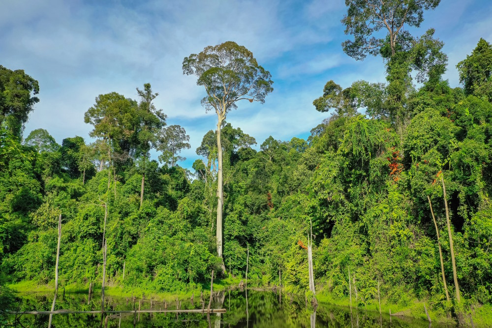 tualang tualang