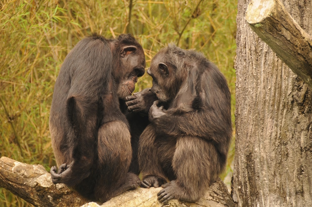 Chimpansees