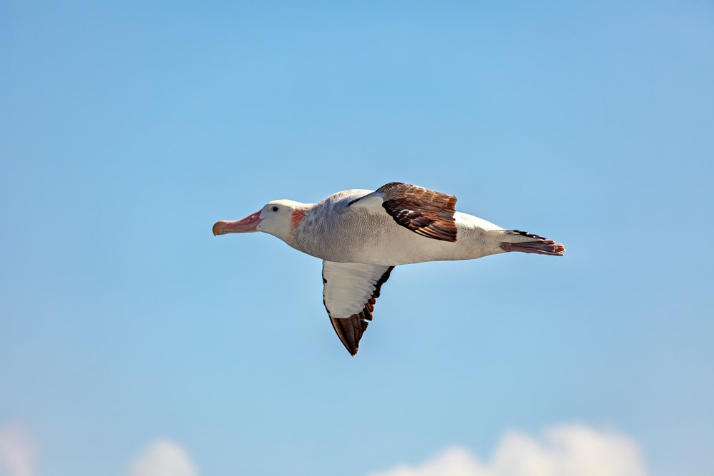 navigeren
