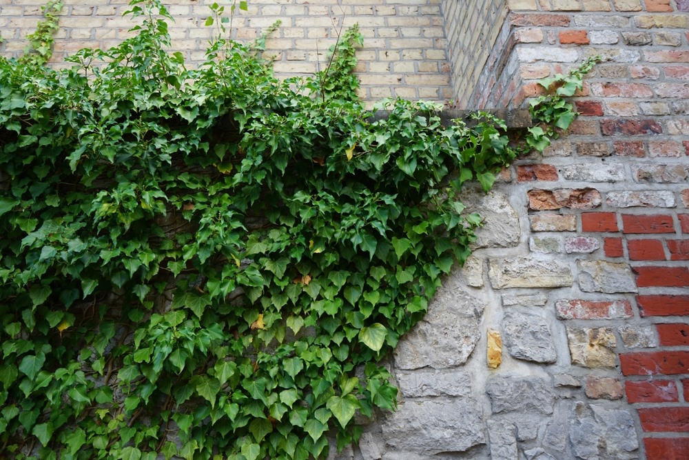 Hedera helix