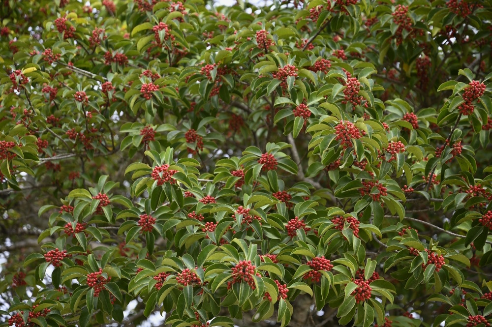 Skimmia japonica Skimmia japonica