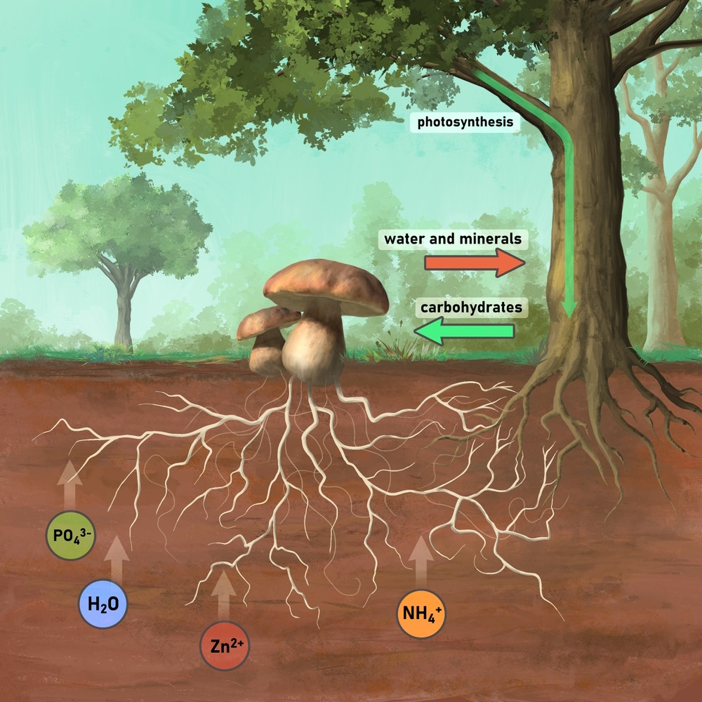 communiceren met bomen