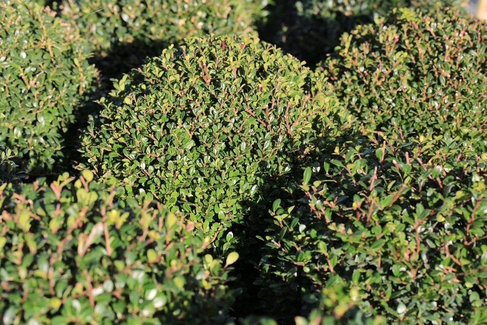 japanse hulst japanse hulst