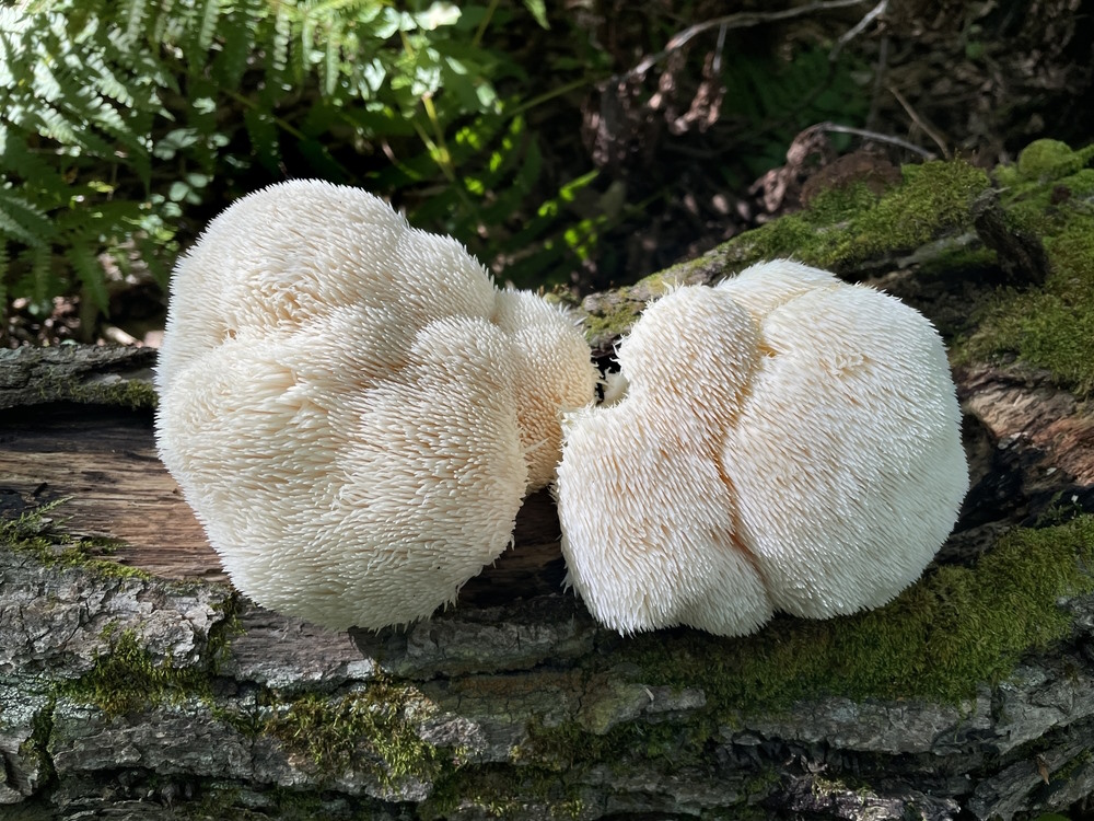 lions mane