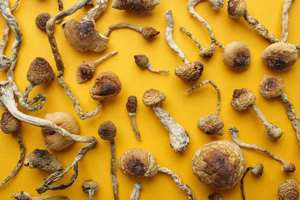 magic mushrooms