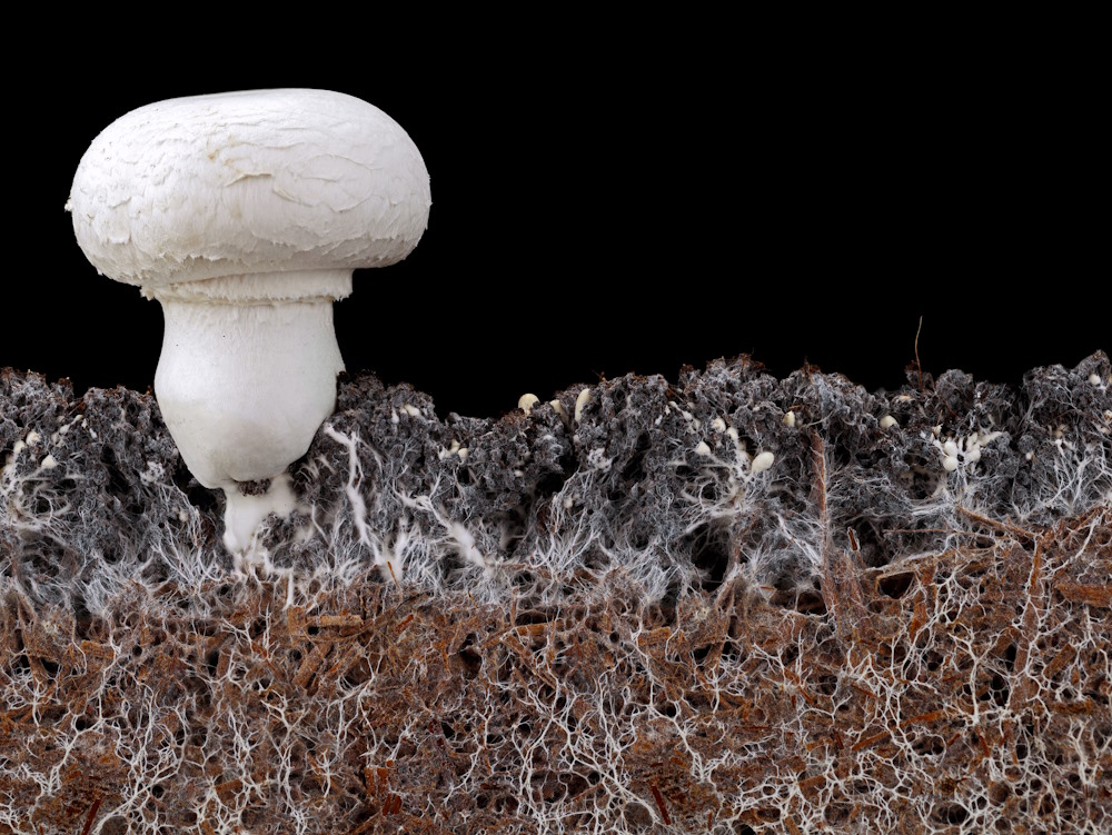 mycelium