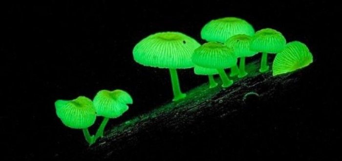 neonothopanus gardneri