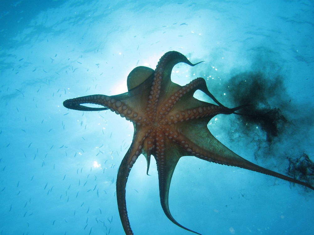 octopus inkt