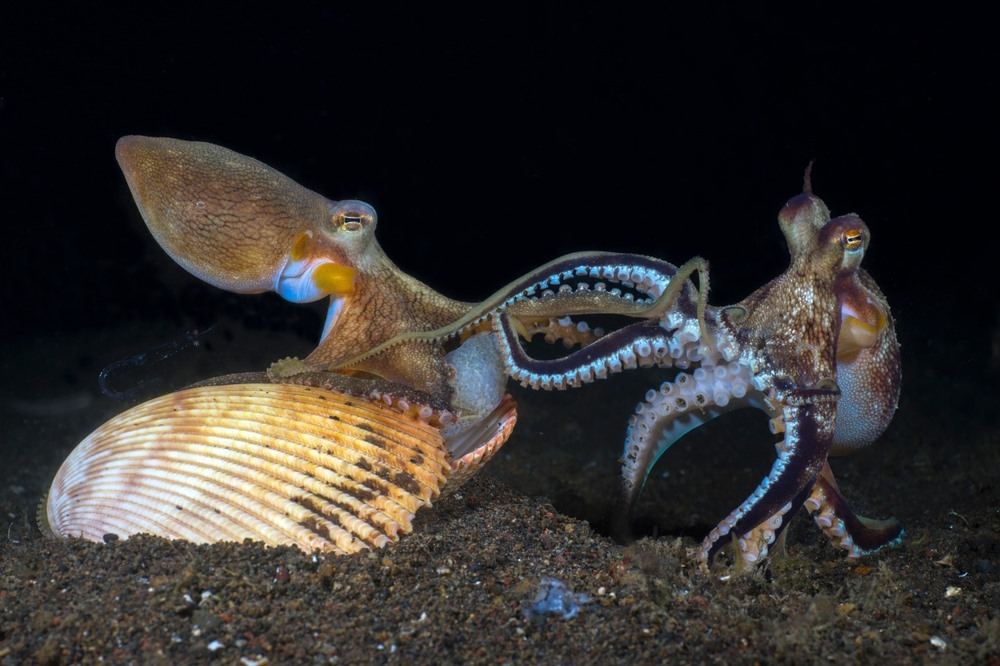 octopussen paren