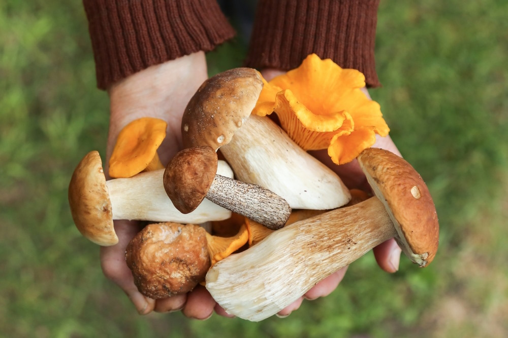 paddenstoelen weetjes
