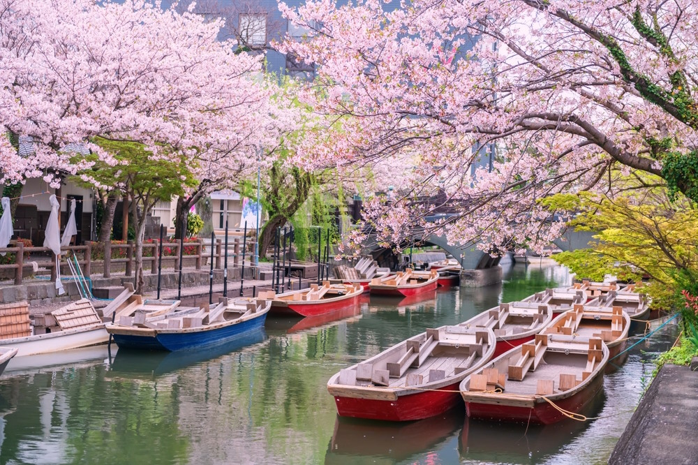 sakura