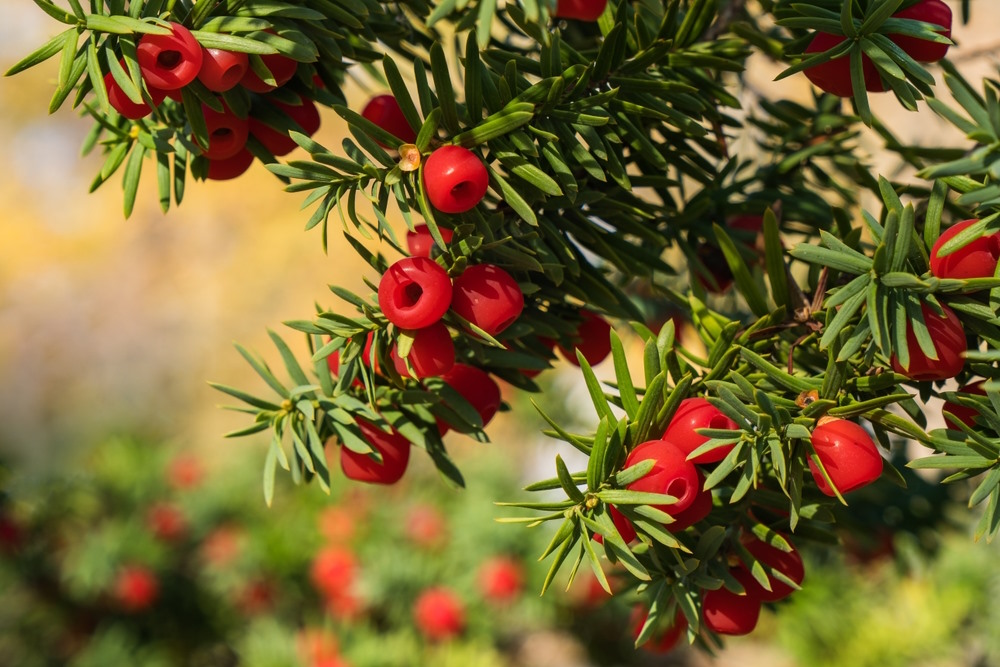 taxus taxus