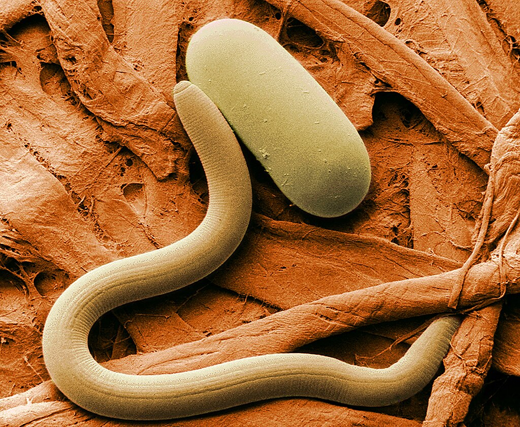 Nematoden