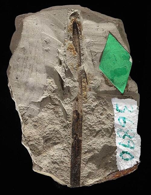 Fossil Plant Holotype