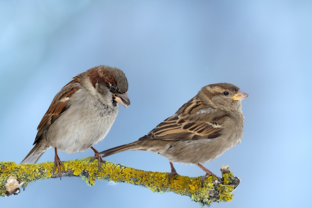 Bird, ,Male,And,Female,House,Sparrow,Passer,Domesticus,Sitting