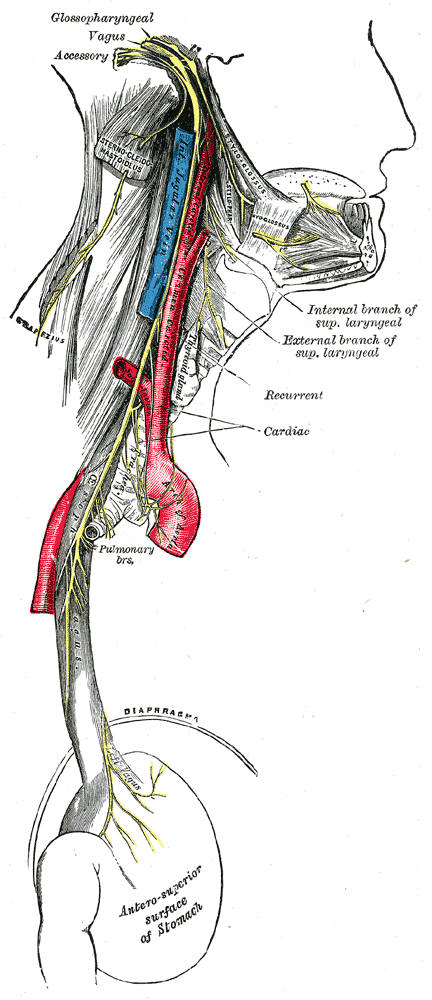 nervus vagus
