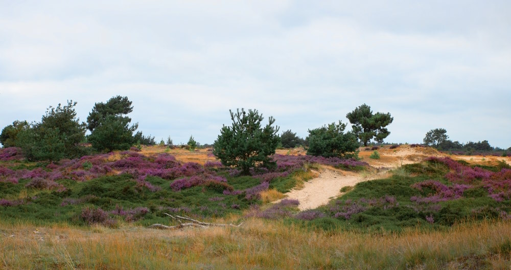 Drents Friese Wold Drents Friese Wold