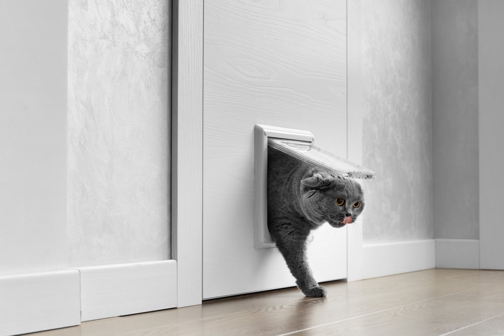 kattenluik