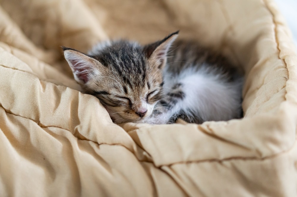 kattenmand