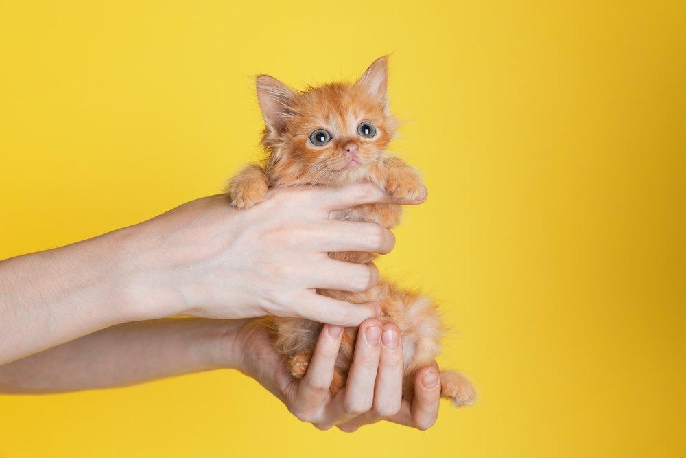 kitten in huis halen