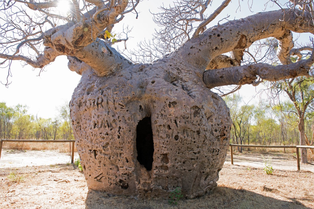 Boab Prison Tree