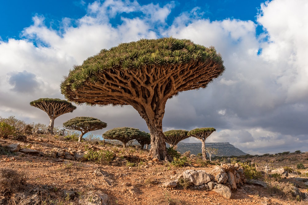 Dracaena cinnabari