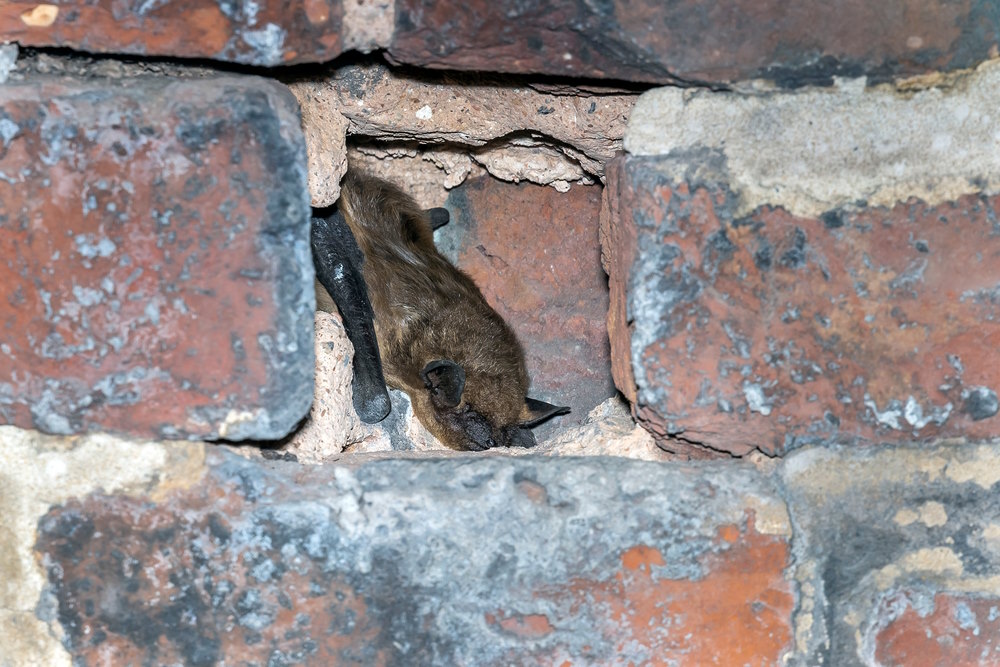 Laatvlieger