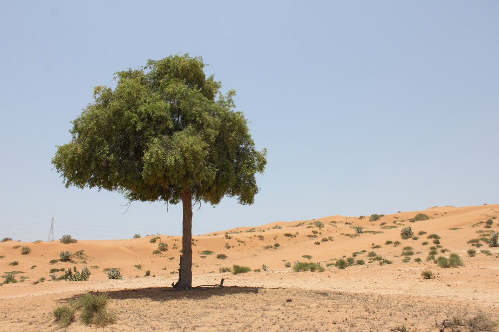 Prosopis cineraria