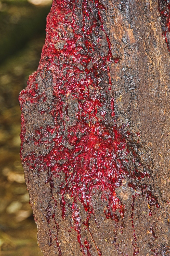 Pterocarpus angolensis