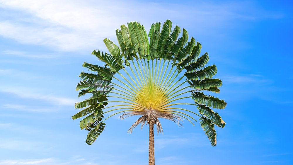 Ravenala madagascariensis