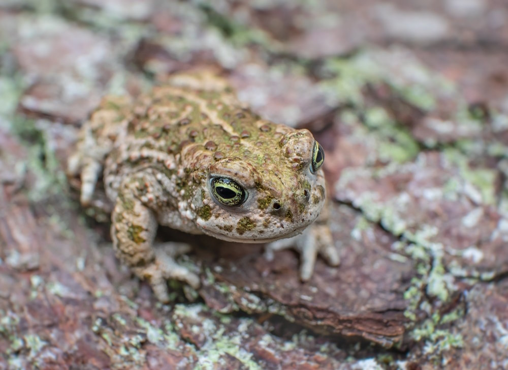 Rugstreeppad Rugstreeppad