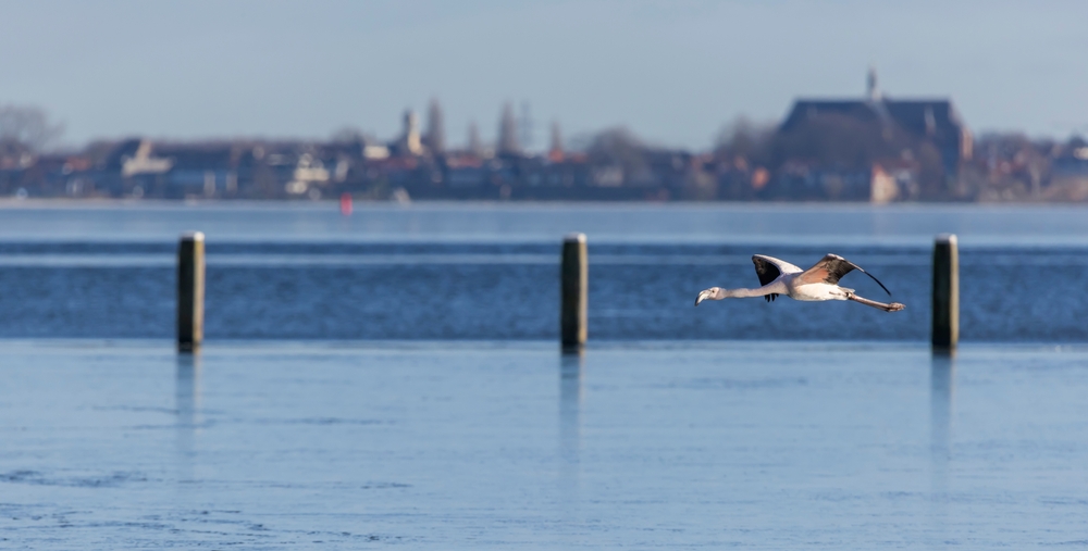 Flying,Juvenile,Greater,Flamingo,(phoenicopterus,Roseus),At,Wolderwijd,In,Zeewolde,