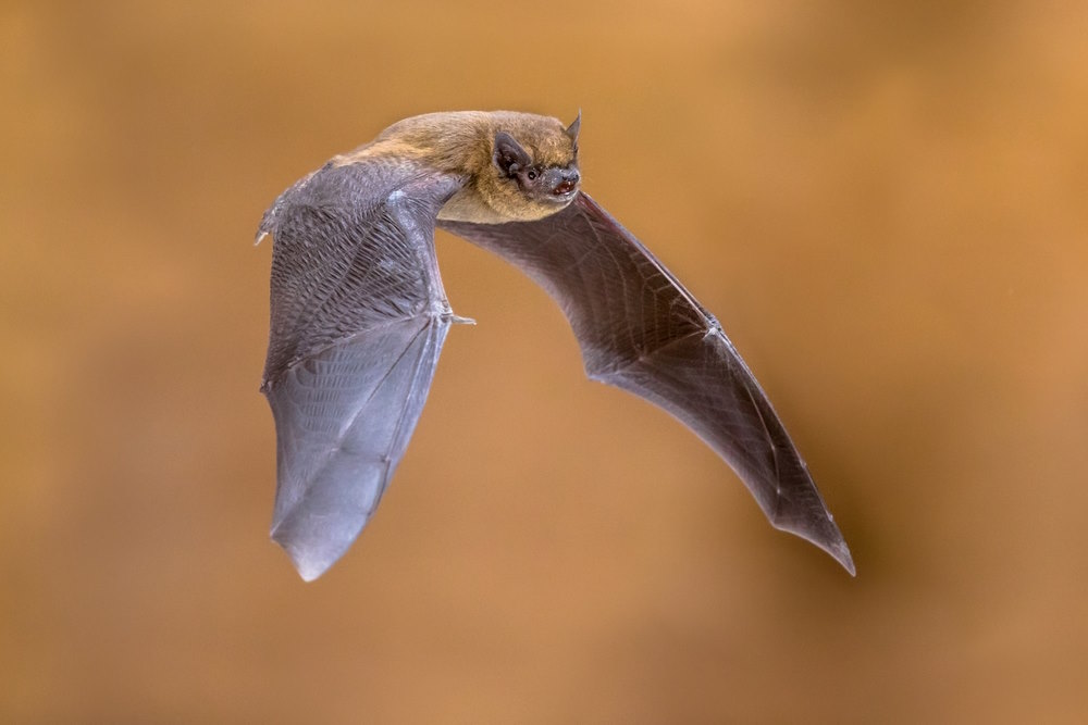 gewone dwergvleermuis