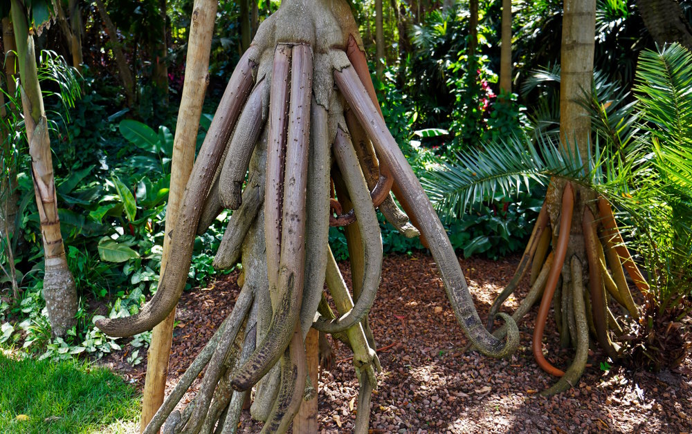 wandelende palm