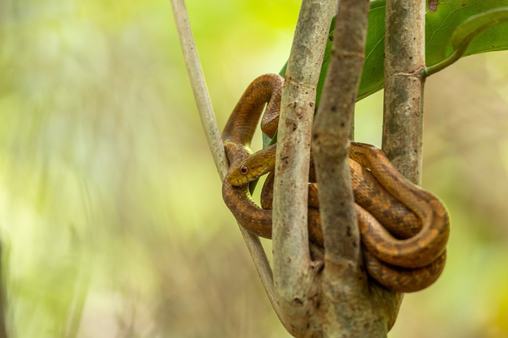 Bruine boomslang