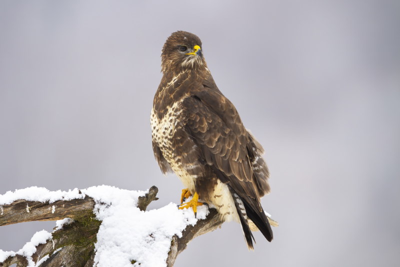 Buizerd