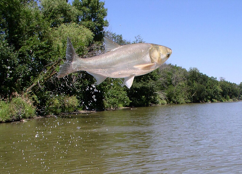 Jumping silver carp