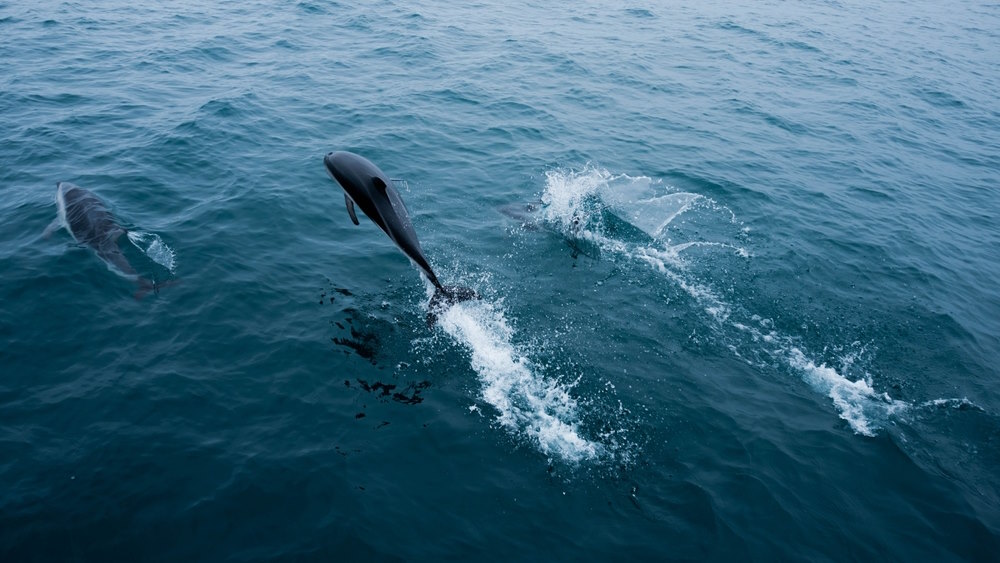 Kaikoura Kaikoura