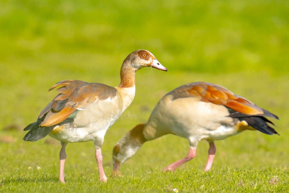 Nijlgans