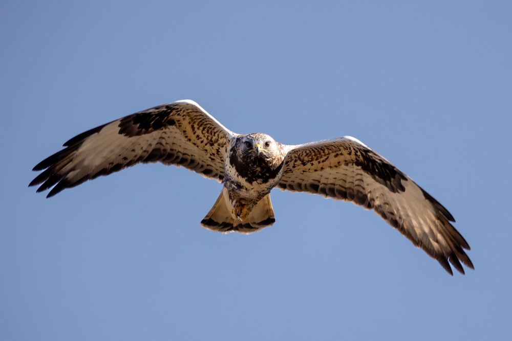 Buteo,Lagopus,,Rough legged,Buzzard,In,Flight,On,Blue,Sky