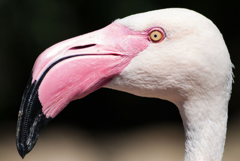 flamingo 2 flamingo 2
