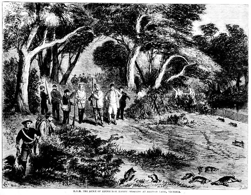 konijnen in australie